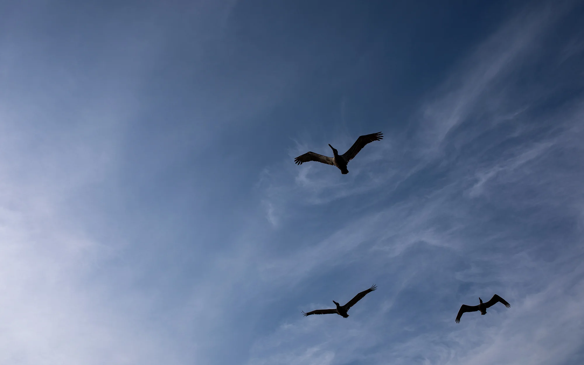 Brown pelicans get in formation. | Padre Island National Seashore, Texas | June 2018