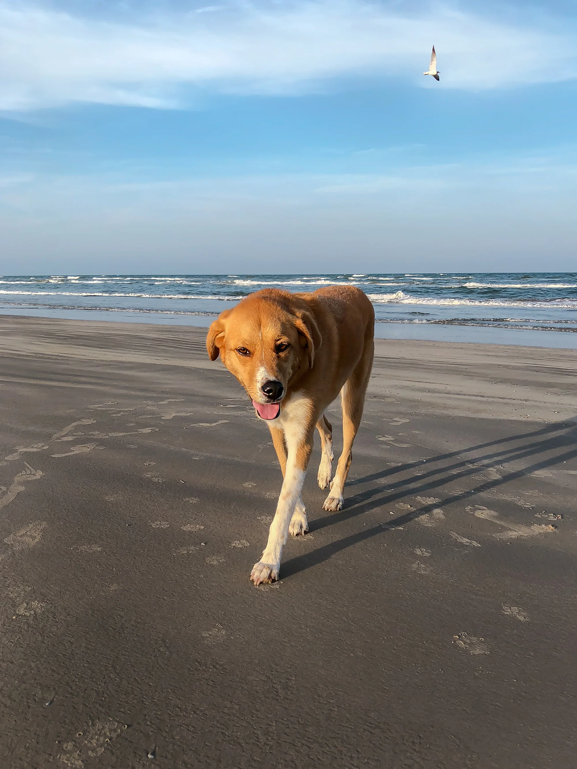 Thankful for this friend. | Padre Island National Seashore, Texas | June 2018