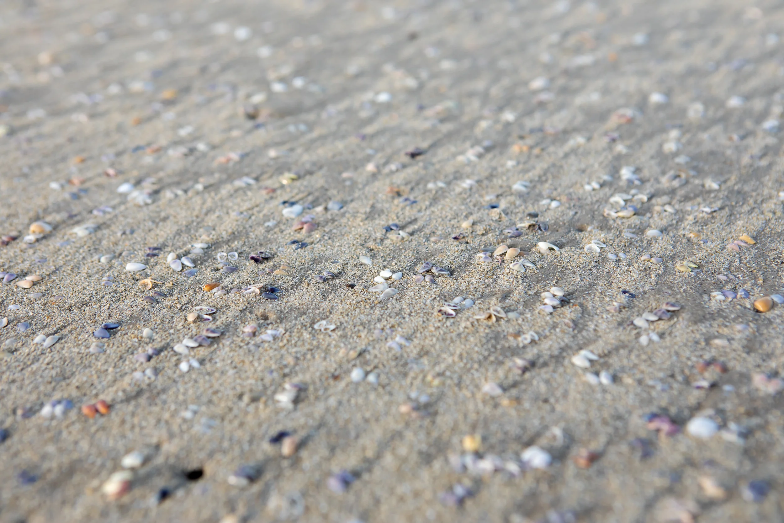 The beach was covered with these teeny tiny shells. | Padre Island National Seashore, Texas | June 2018