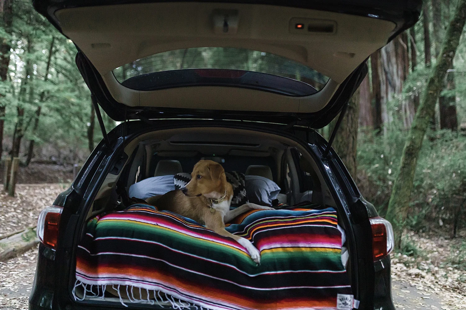 Santa Cruz Mountains, CA | August 2019