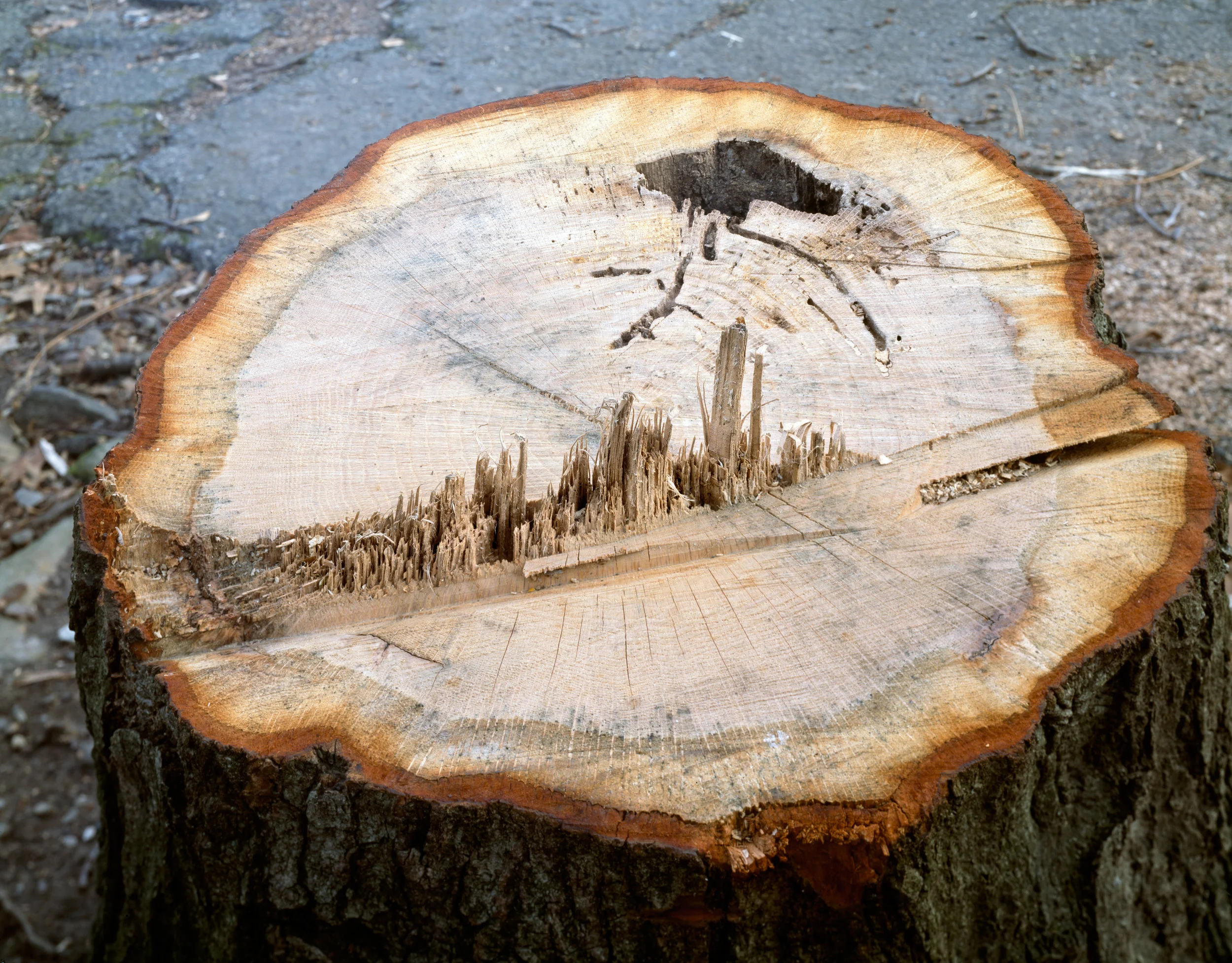"Manhattan" , 2013 Archival pigment print, 16”x20” Courtesy Yoav Friedlander & Carrie Able Gallery