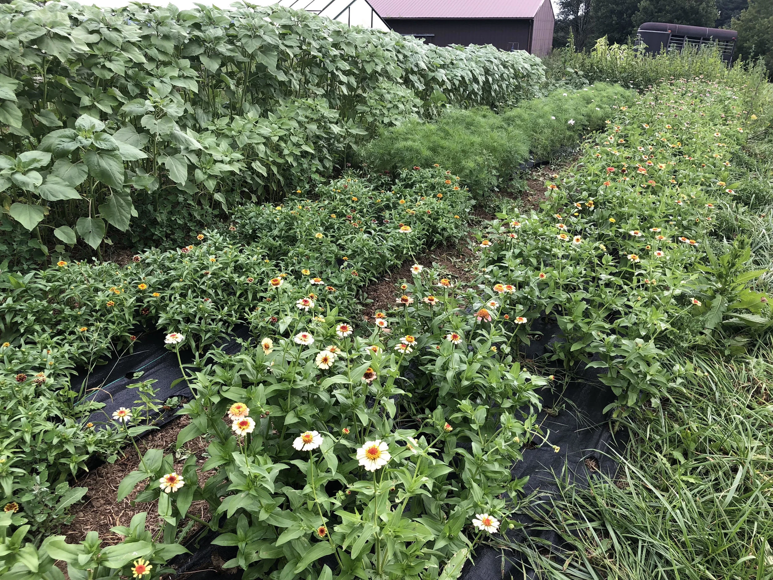 Our 'late-crop' garden of zinnias, sunflowers, cosmos, and the amaranth and scabiosa behind me.