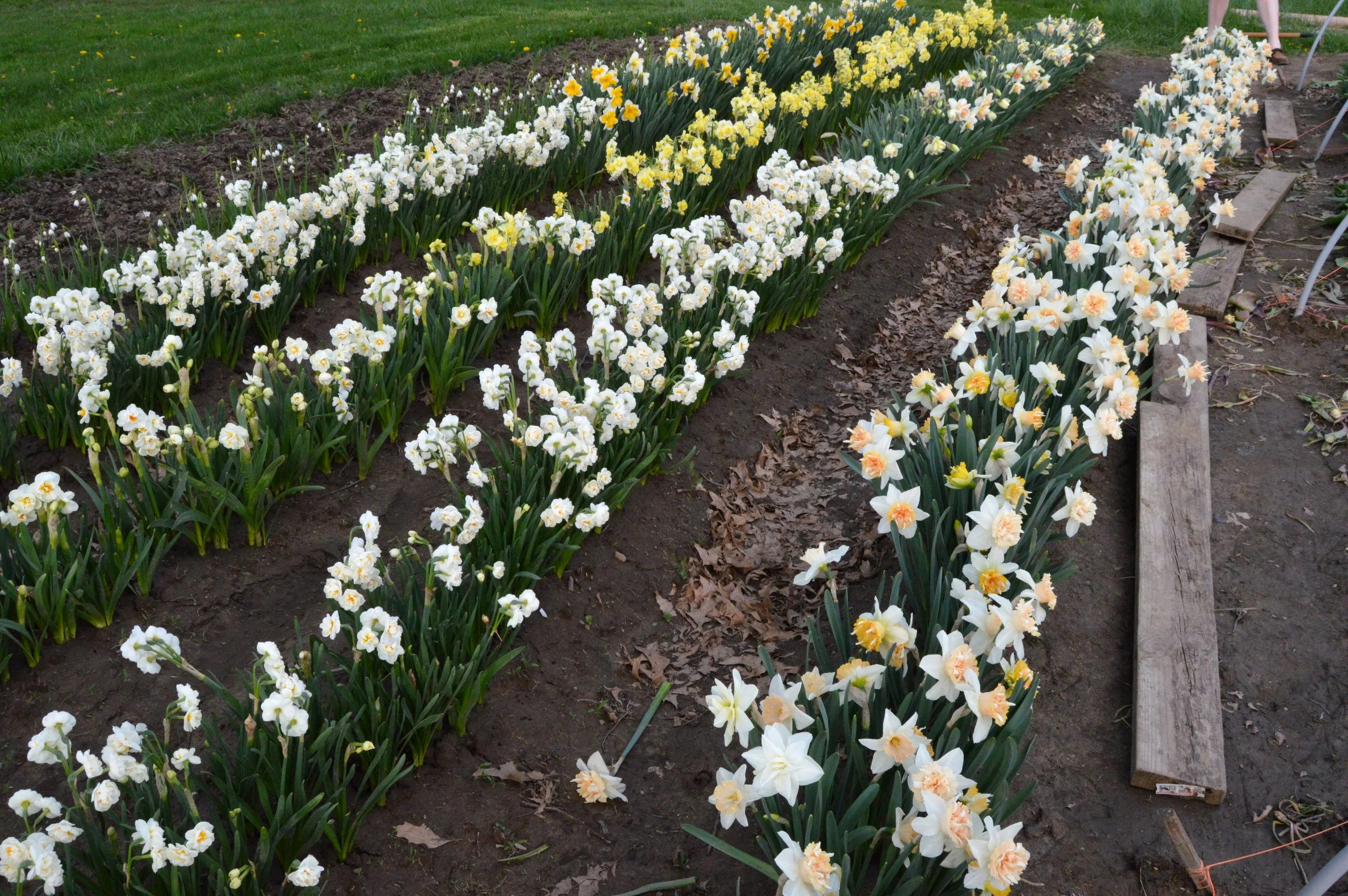 A look at the daffodil collection, which we more-than-doubled this year. Farmers: remember to straw mulch your rows before bloom to protect petals from mud (a hard learned lesson)