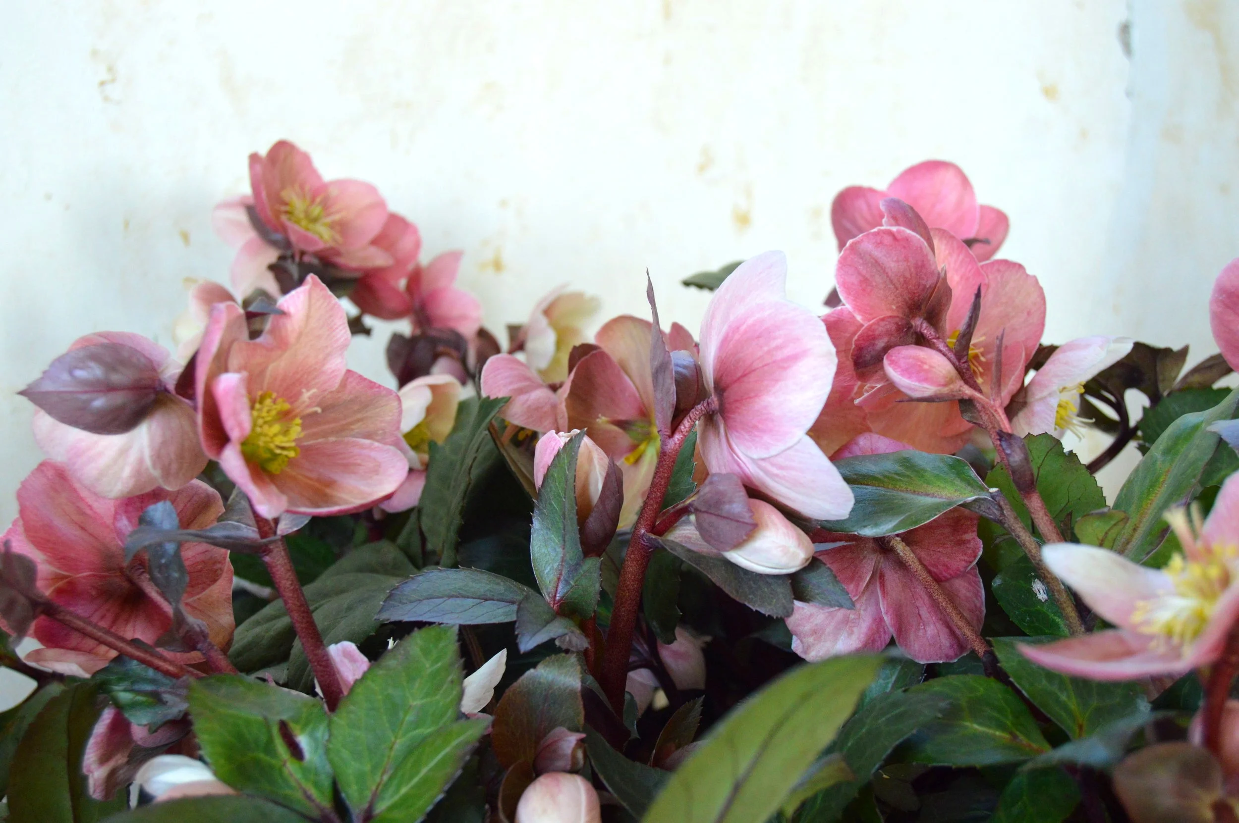 Gorgeous ‘Pink Frost’ Hellebore