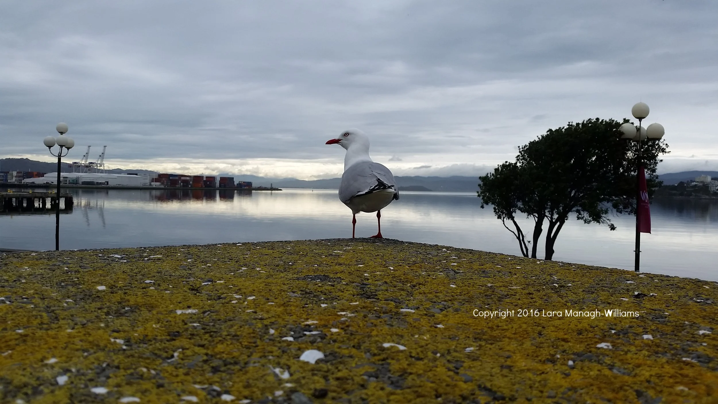 gull.jpg