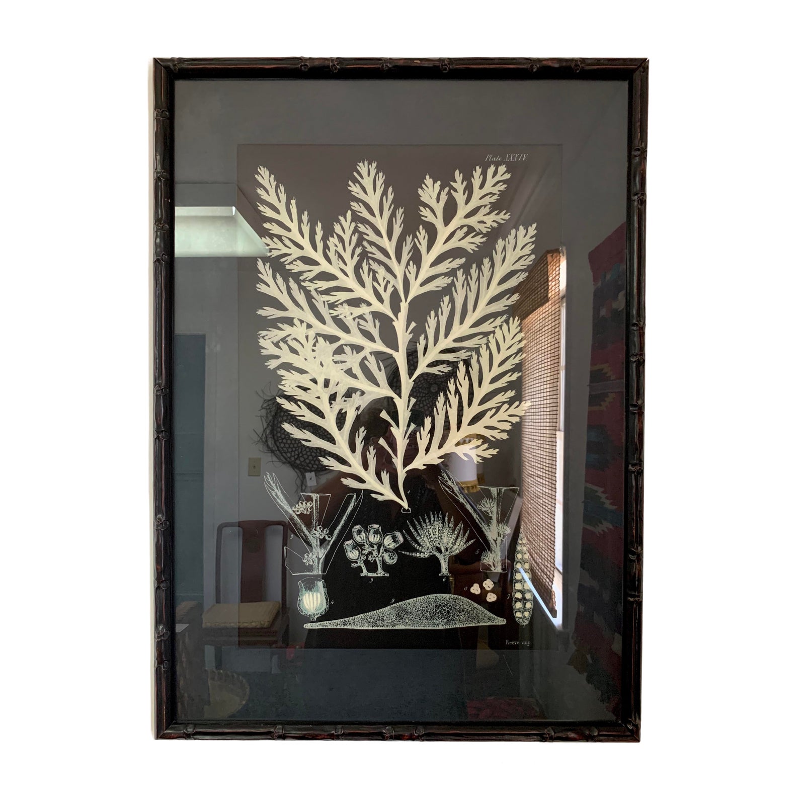 soicher-marin-marine-life-print-0346.jpeg