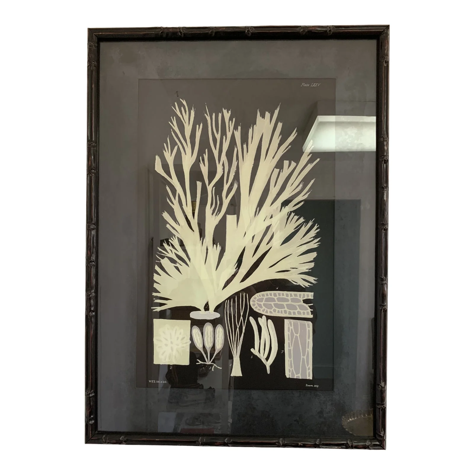 soicher-marin-marine-life-print-6494.jpeg