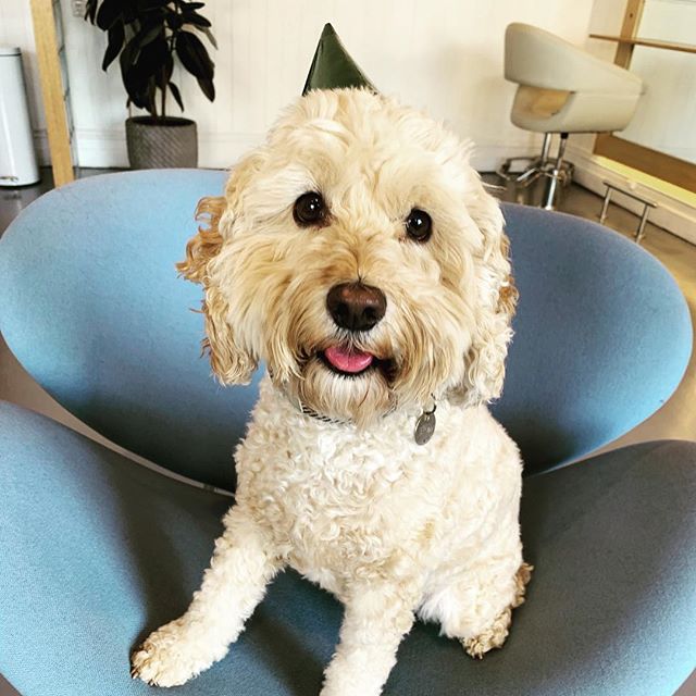 Cake day!!!! Happy Birthday Georgie boy! We have loved every minute of your 7 years. Here&rsquo;s to at least another 7! @swanstreetbakeryandpatisserie thank you for the cake 🙏🏻 #dogsofrichmond #salondog #richmondhairdresser