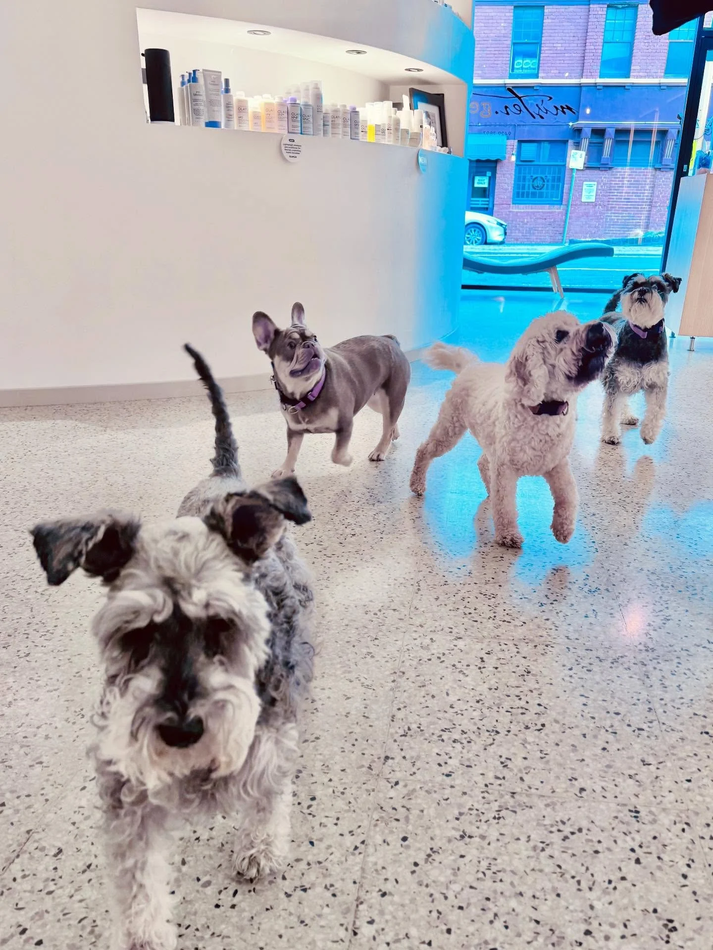 Our Richmond salon provides cutting-edge and sustainable hair care in beautiful surrounds&hellip;. oh and dogs! 🤭