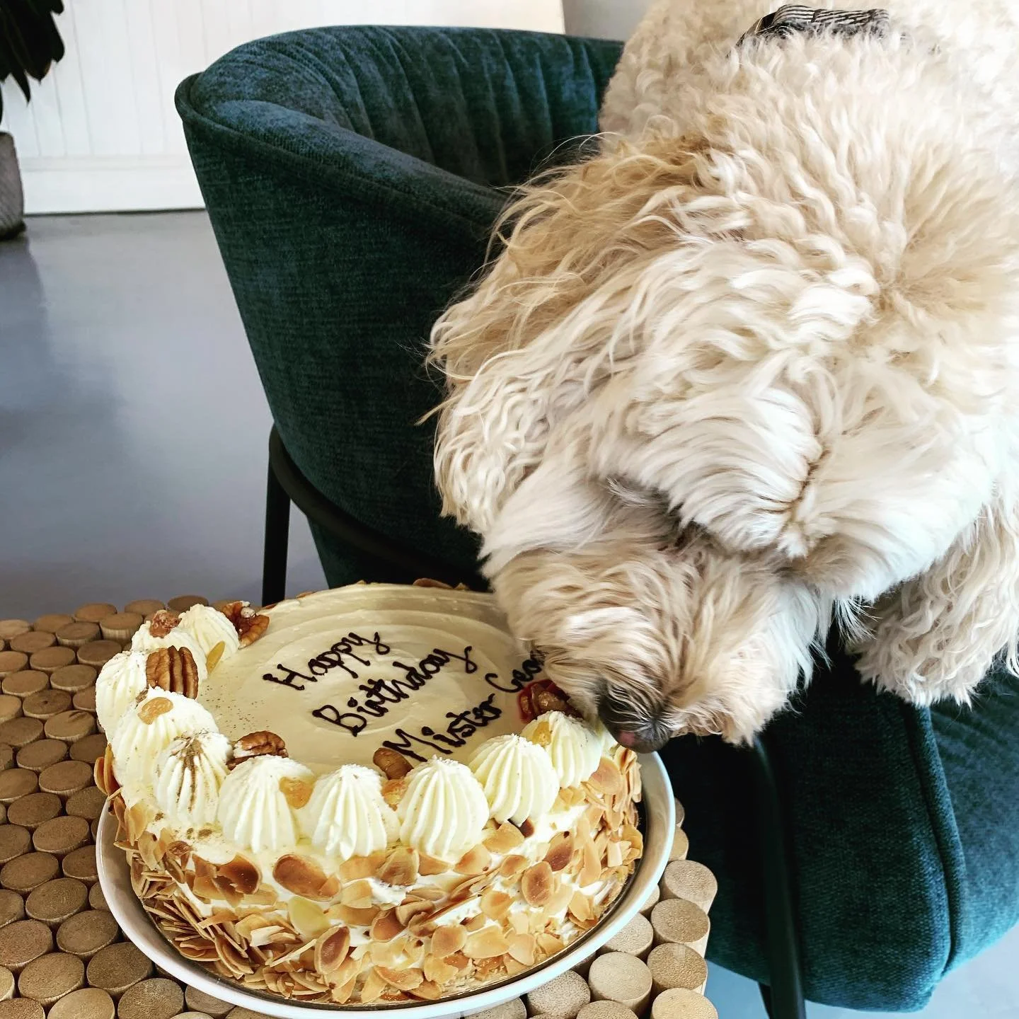 Yay, it&rsquo;s cake day!! 🎂🥳 It&rsquo;s been 9 laps around the sun for this delightful soul! Here&rsquo;s to 9 more 🥰 Thanks again for catering to George&rsquo;s needs @swanstreetbakeryandpatisserie 👌