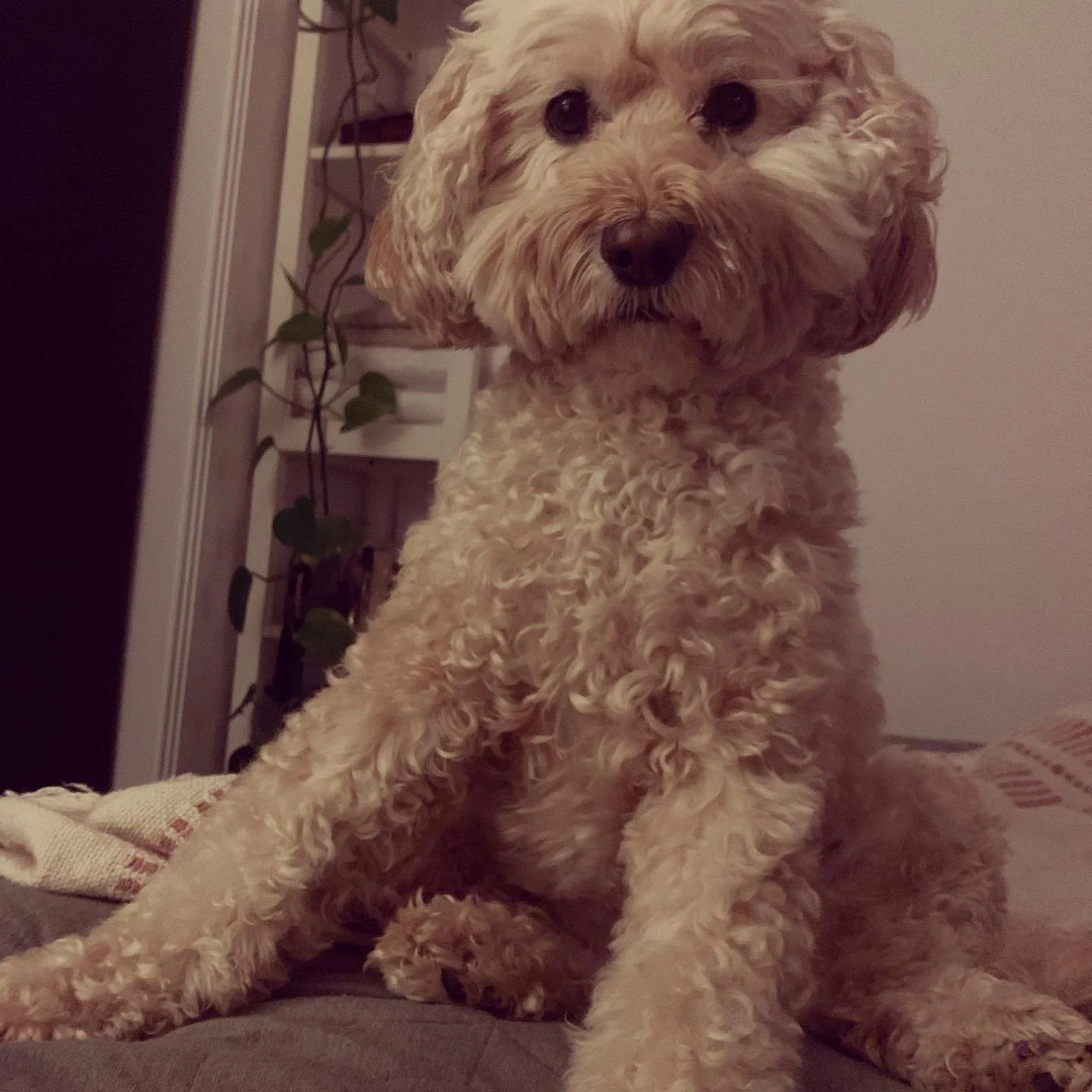 Happy International Dog Day to this little mongrel! There are no words to describe how much you are loved by everyone 🥰