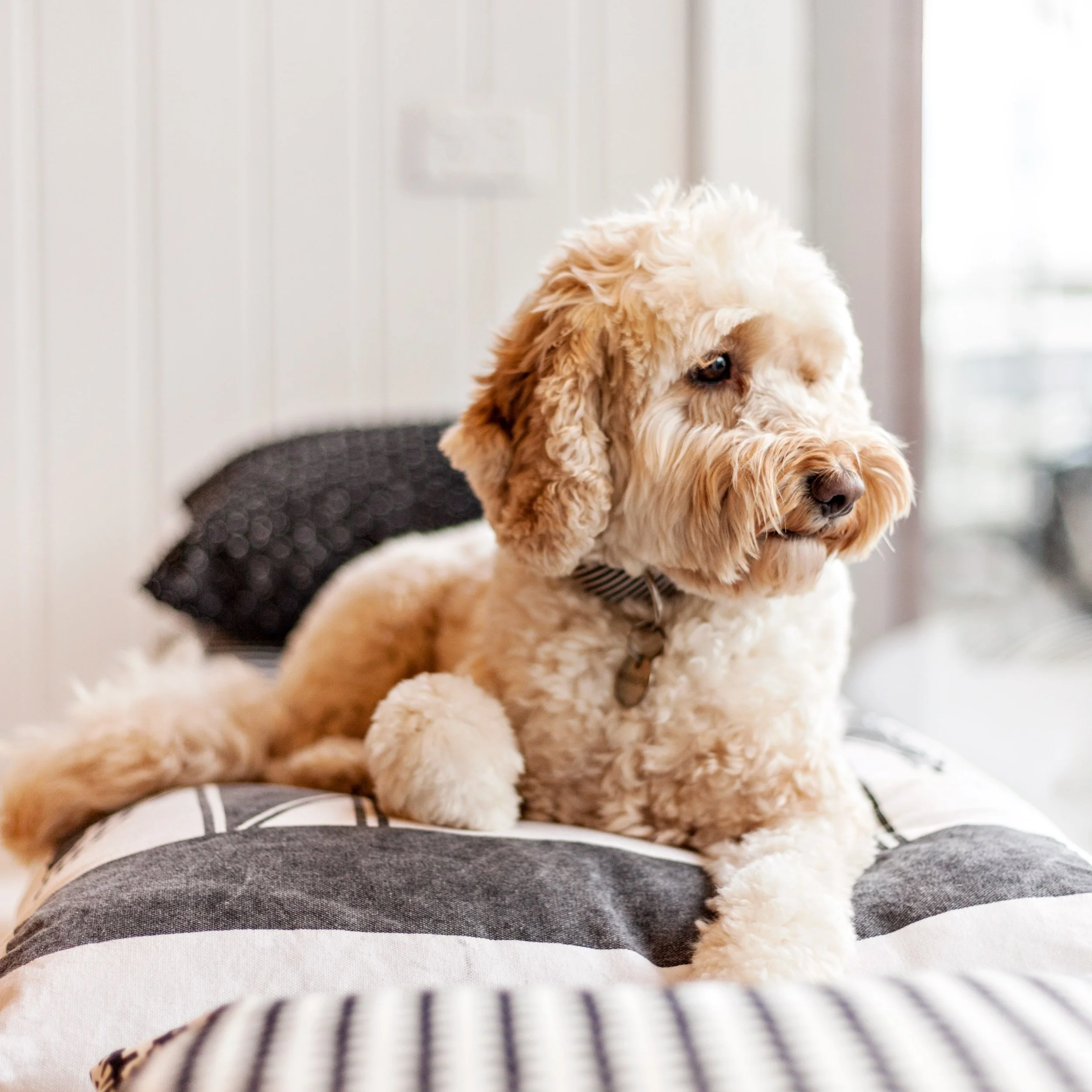 Goodbye to our beautiful George. 🤍

14 years of love can never be replaced 💔

George wasn&rsquo;t just my dog, he was the face of Mister George Hairdressing for his entire life. He welcomed our clients, made himself at home, sang his little heart o