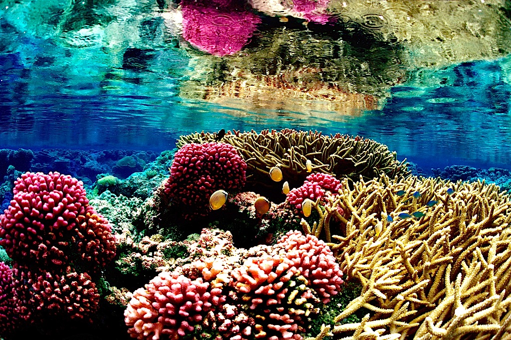 Caribbean Biodiversity Fund Seeks Program Manager