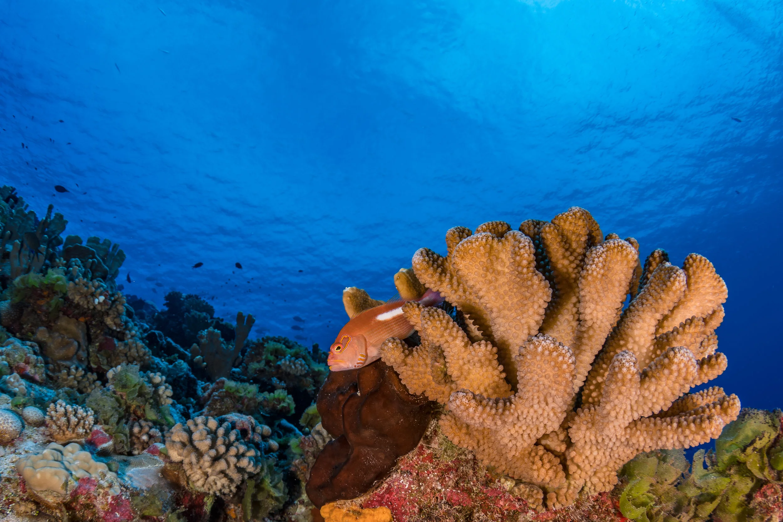 CFA Publication - Finance Tools for Coral Reef Conservation: A Guide