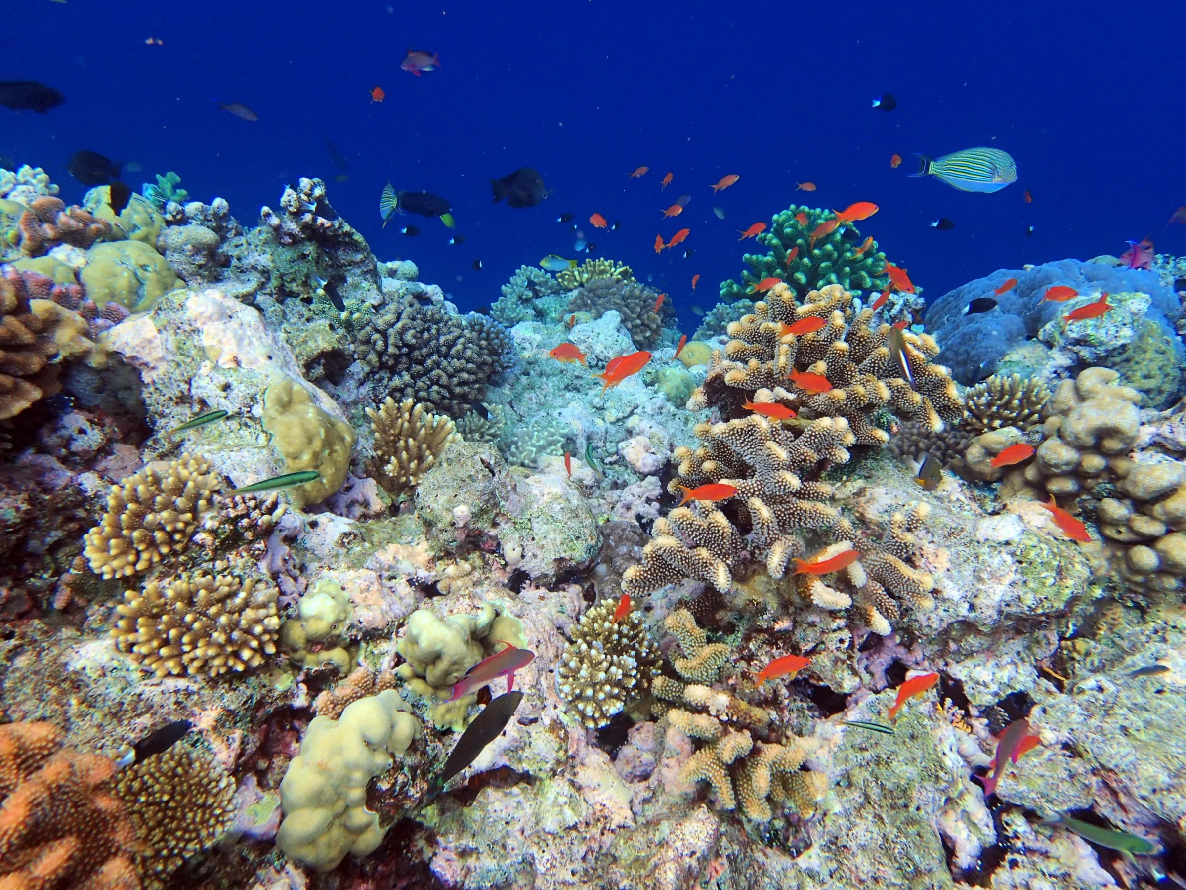Coral Reef Finance: An Essential Investment