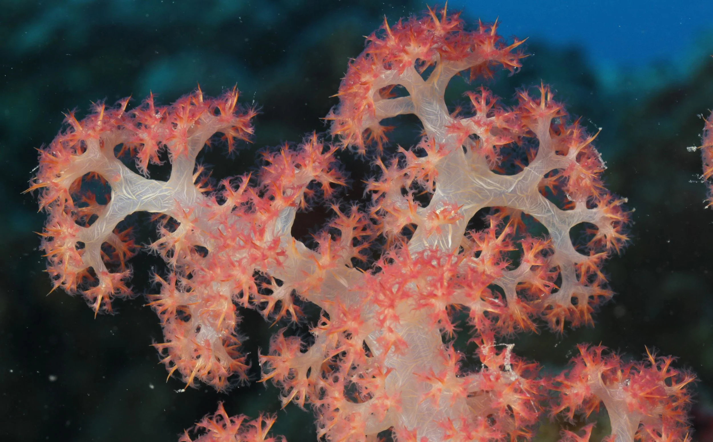 Upcoming ICRI Webinar, June 5th- Finance Tools for Coral Reef Conservation: An Overview