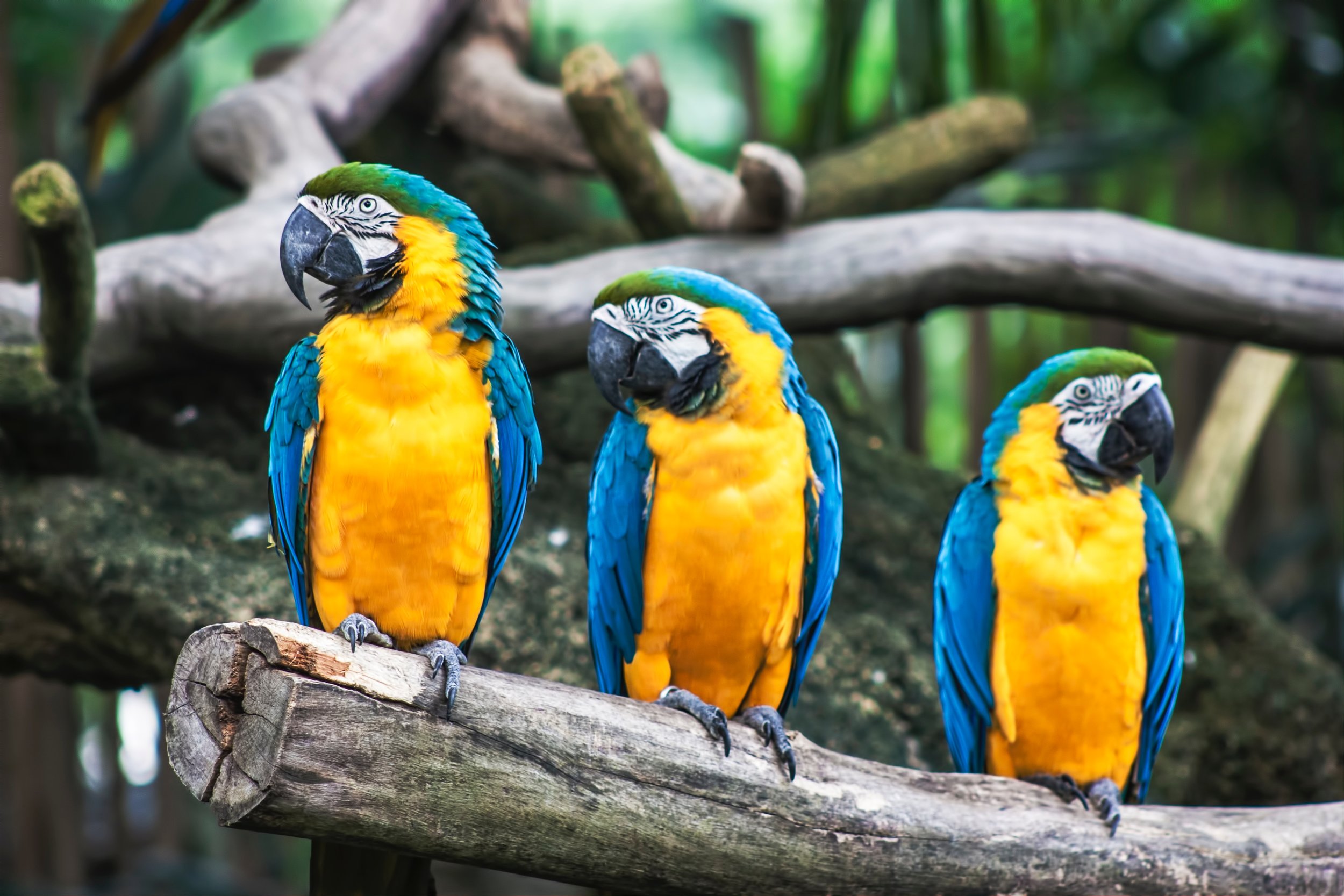 WWF US Seeking Sustainable Finance Intern