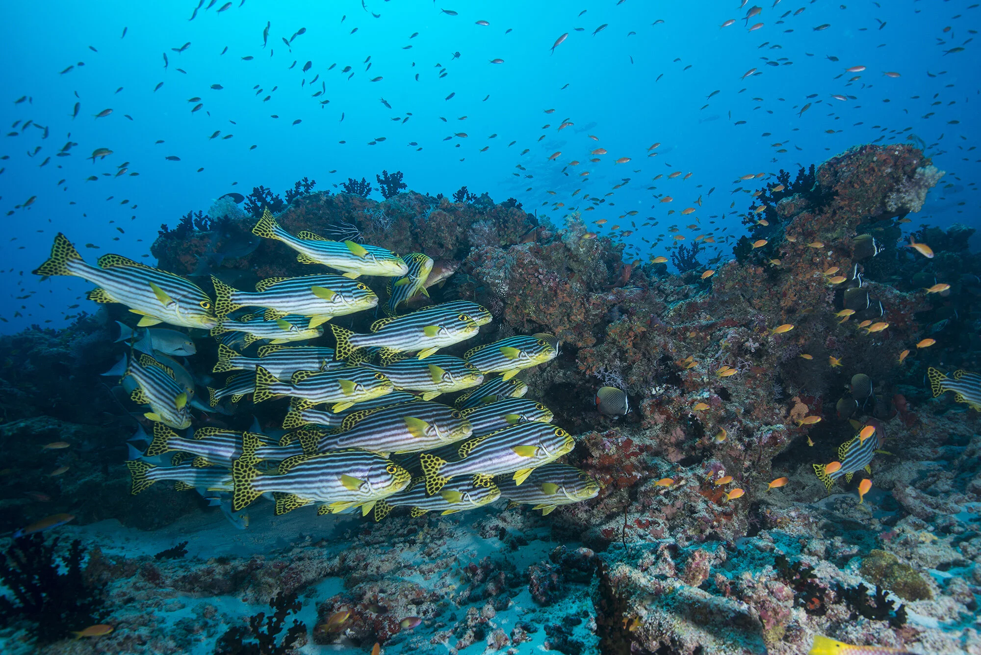 CoralReefImageBank_SchoolingFish_UmeedMistry_02 2.jpg