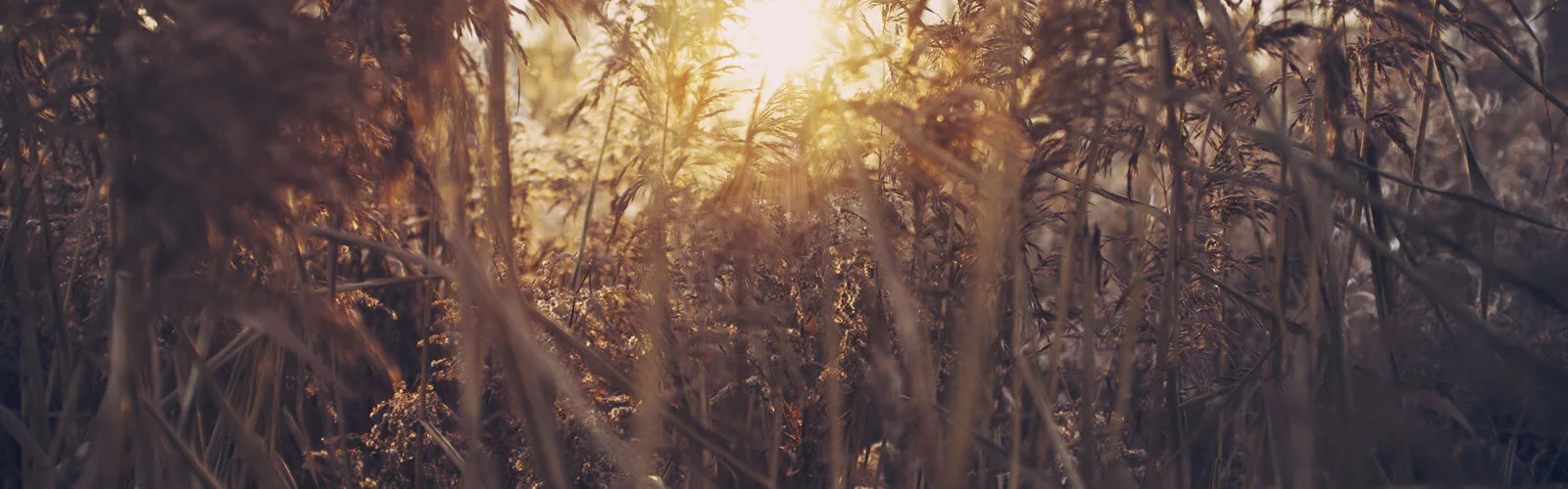 Global Environment Facility Approves USD 15m for the Food Securities Fund