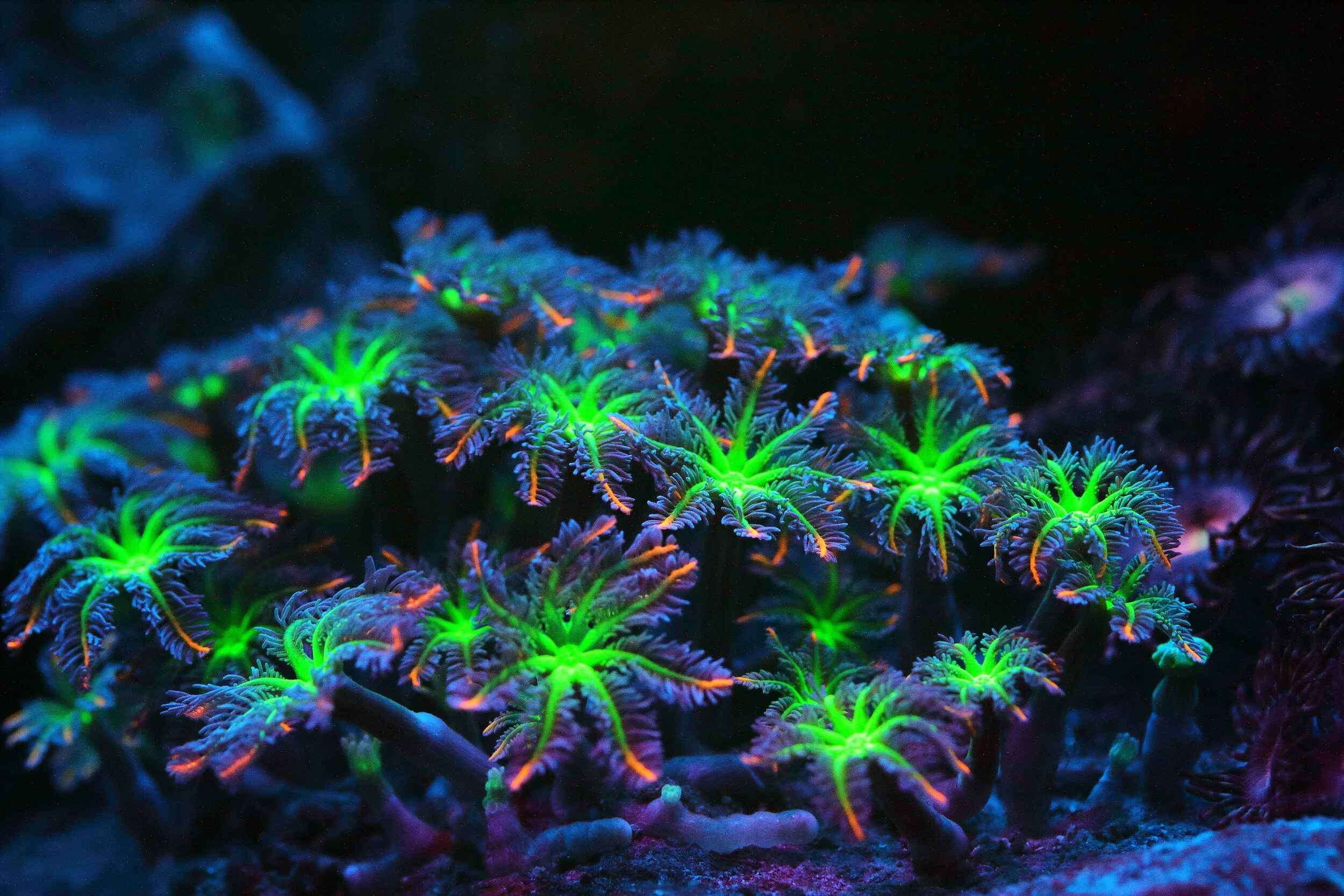 Investment in Coral Reefs for Coastal Protection 