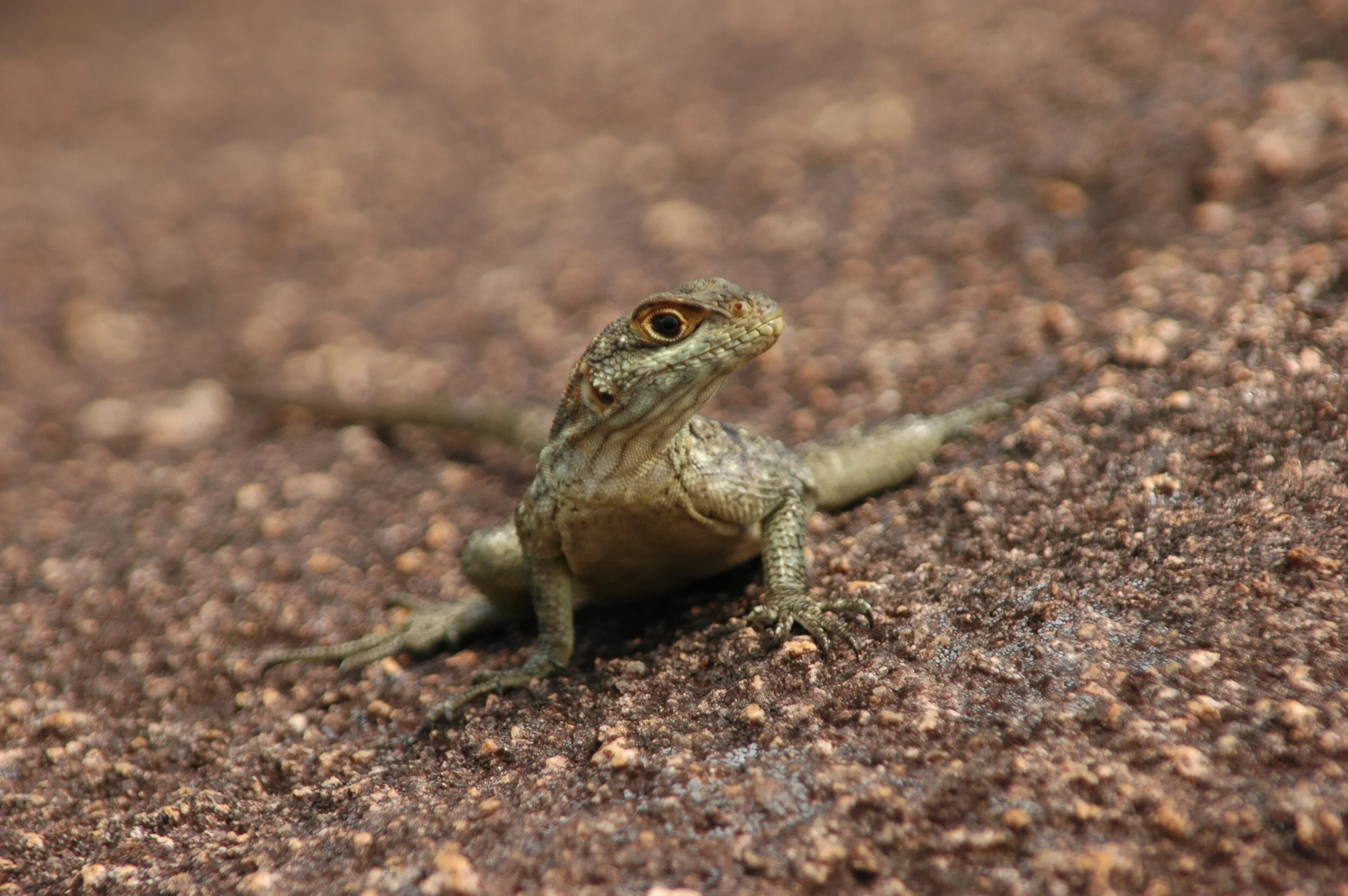 COVID19 and the Conservation Finance Community : Mainstreaming Biodiversity in Development