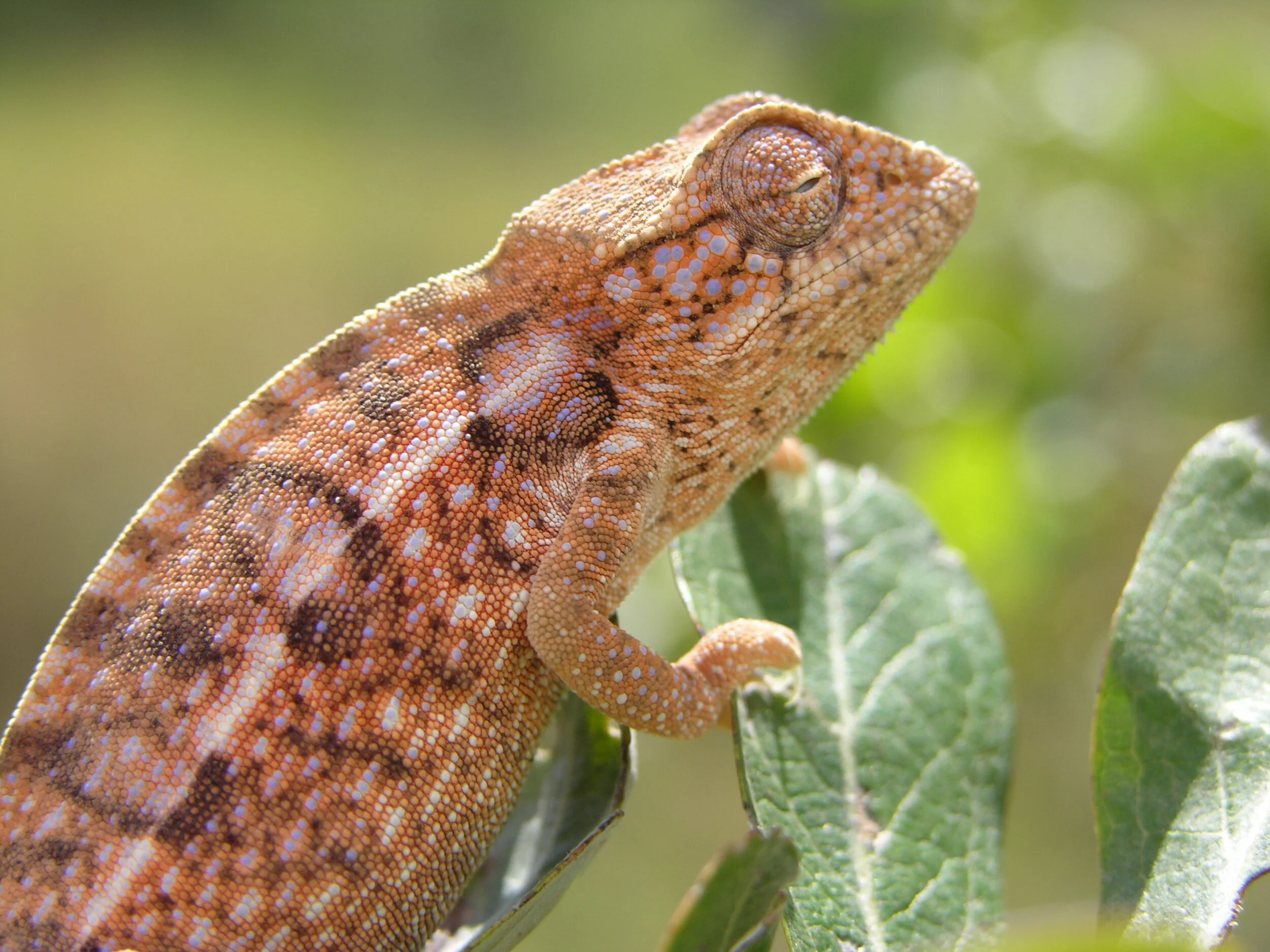 COVID19 and the Conservation Finance Community: Blended Finance 