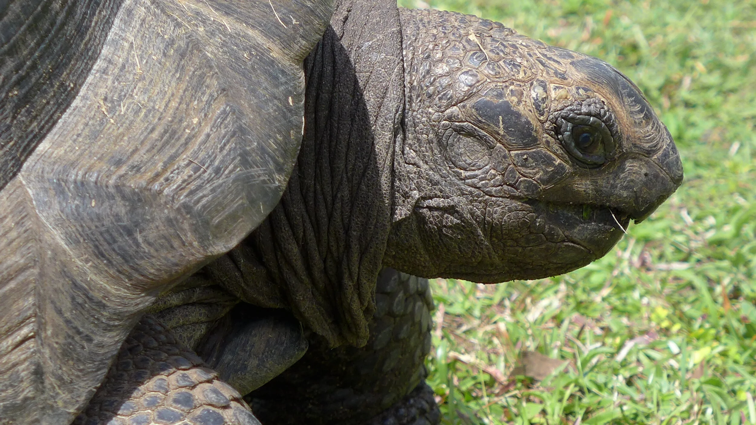 Building Business Resilience: How collective leadership will reverse nature loss