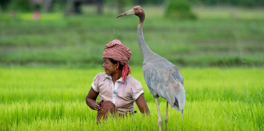 The Global Coronavirus Pandemic Has Revealed Cracks In The Foundation Of Conventional Conservation Funding. What Should We Do Instead?