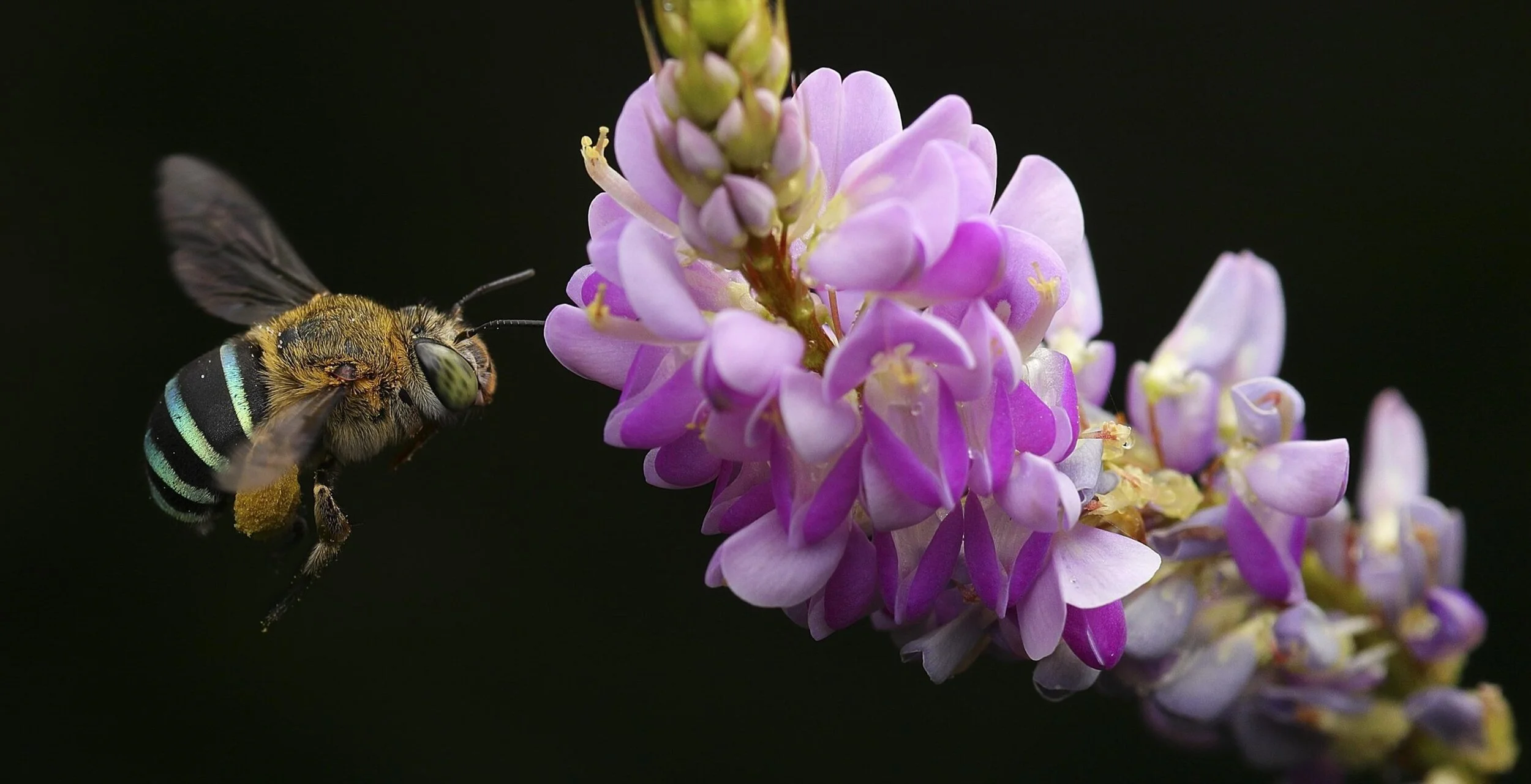  Financing Nature: Closing the Global Biodiversity Financing Gap