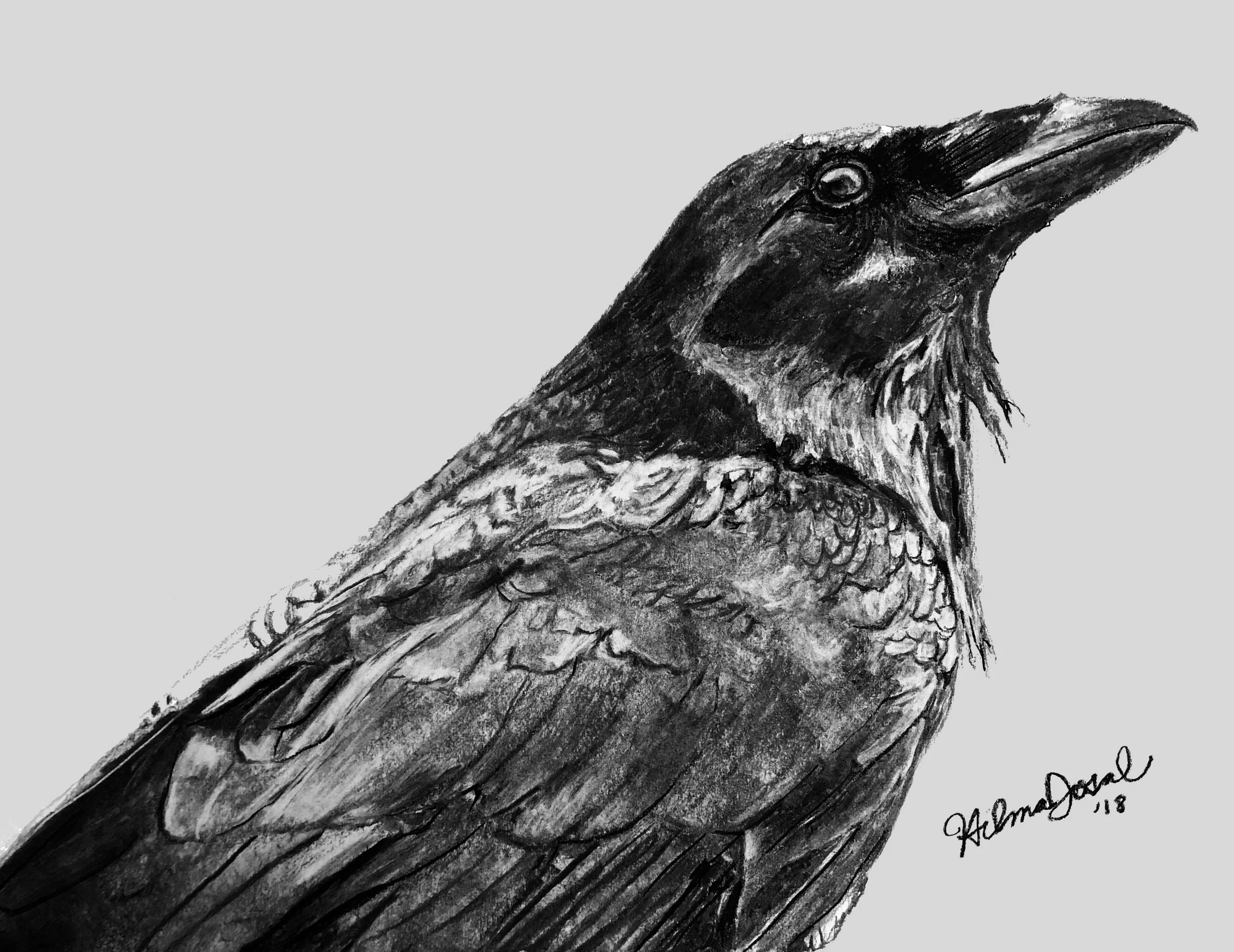 Raven.jpg