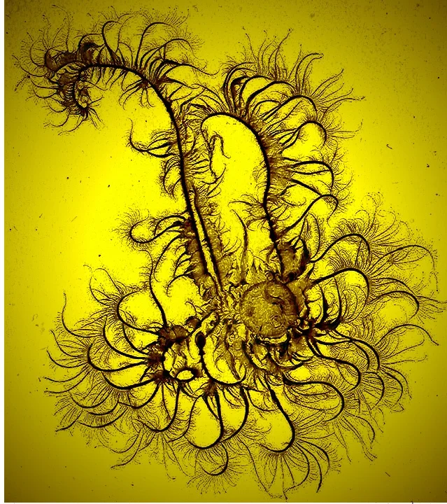 Image provided by artist