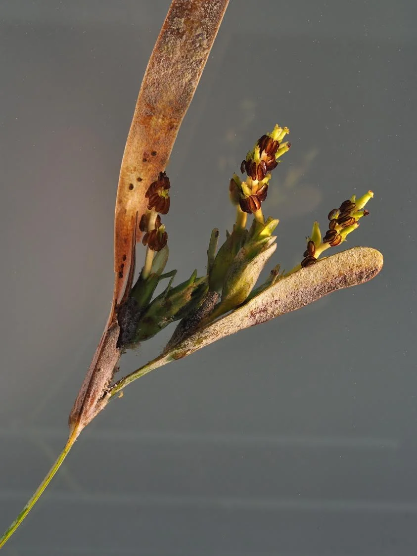 Fig 1. Flowers of Posidonia australis (Photo Angela Rossen)