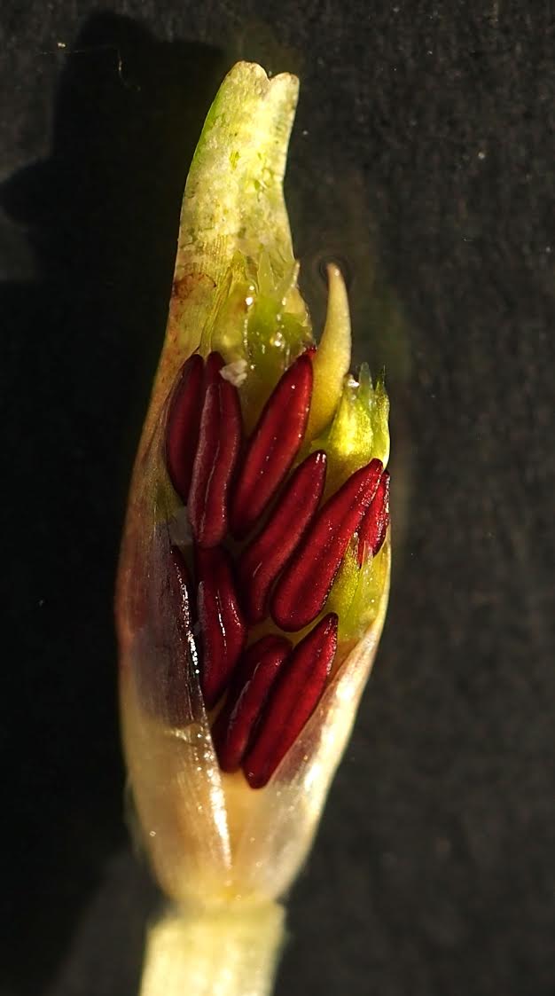 Fig 2. Immature anthers of of Posidonia australis (Photo Angela Rossen)