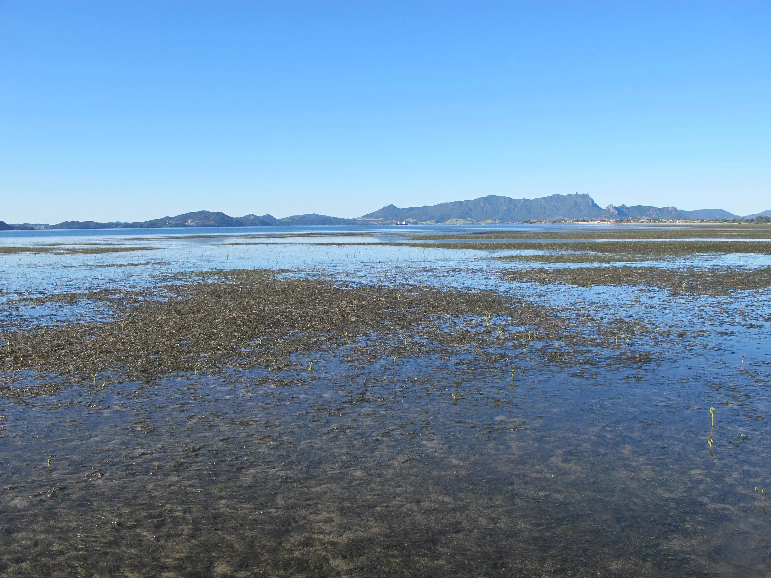Zostera Restoration in NZ — Seagrass Restoration network