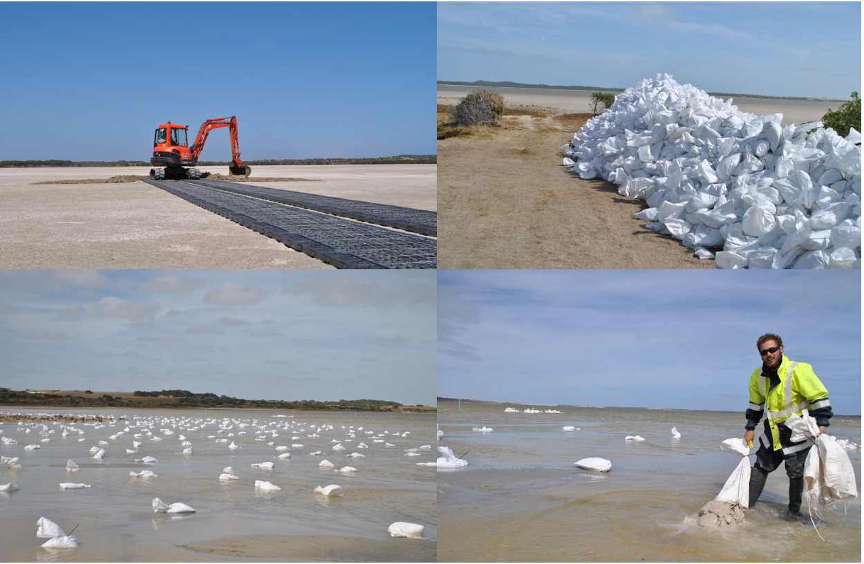 Figure 3. Stages in the Ruppia translocation action 2014/2015, top LHS harvesting seeds in sediments at Lake Cantara, top RHS stores of sediments containing seeds, bottom LHS, placement of stored sediments on day of spreading and RHS, spreading actions.