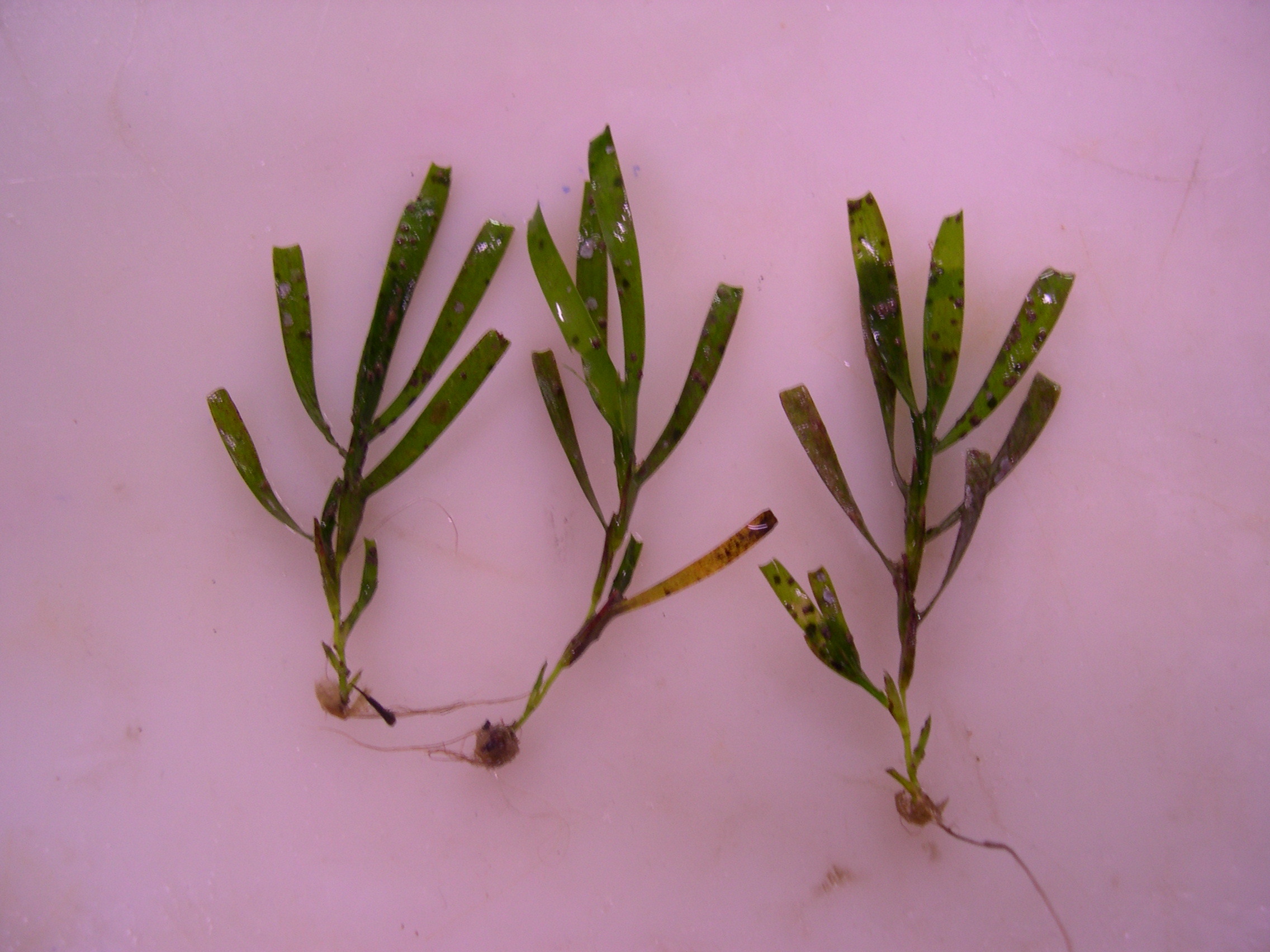 Amphibolis seedlings