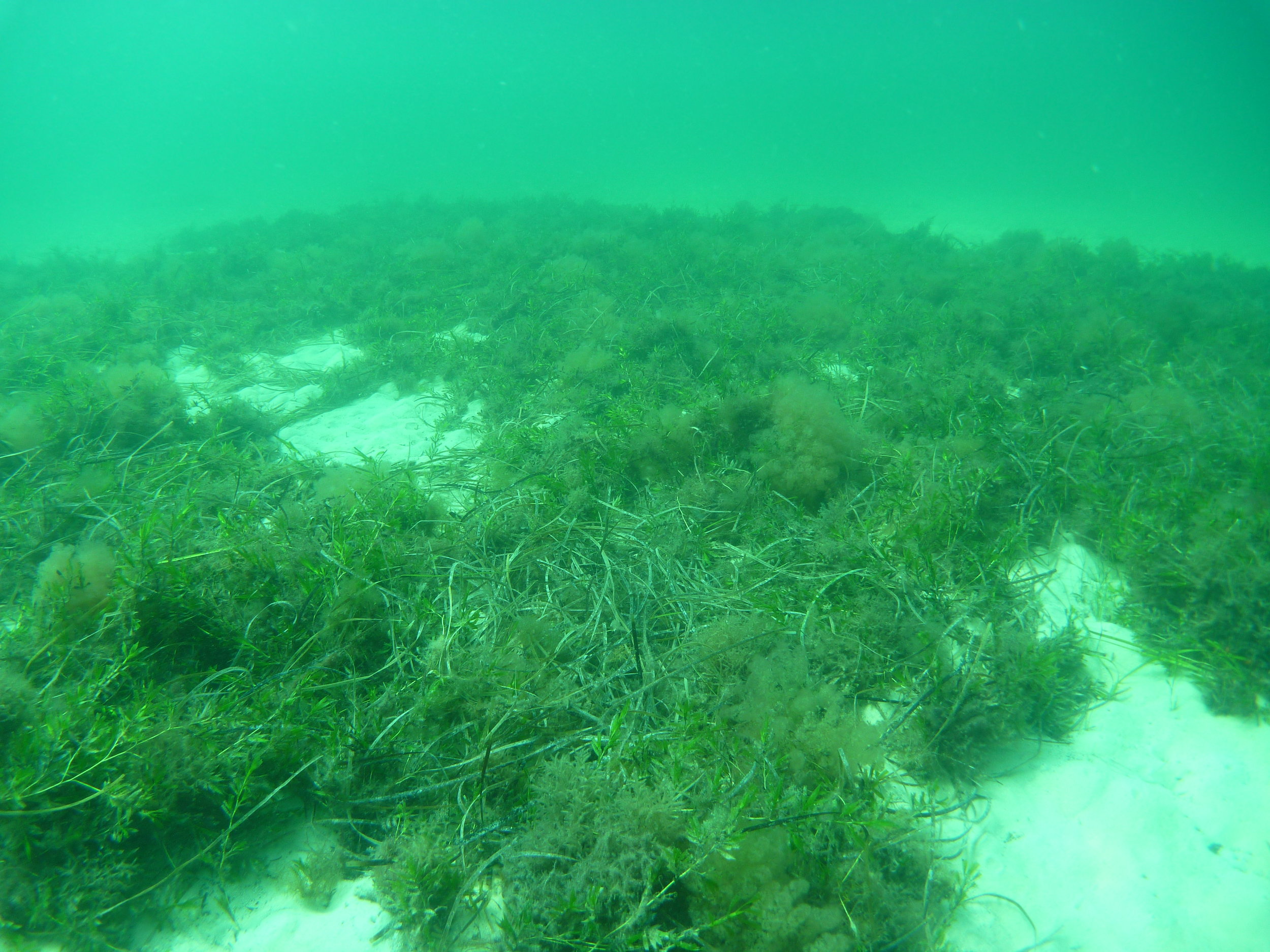 Restored Amphibolis patch showing coalescence from ~40 bags