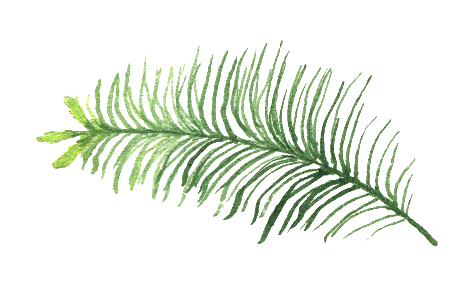 Fern_27.png