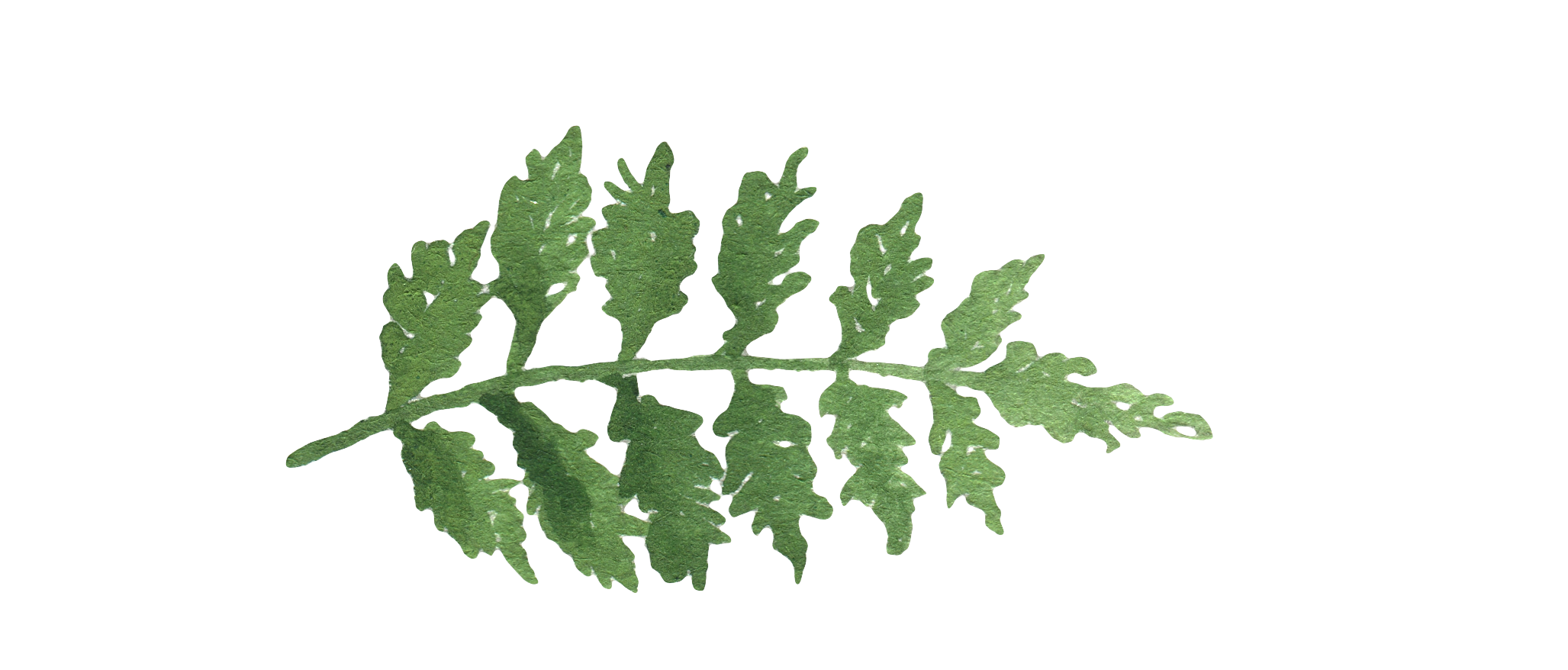 Fern_25.png