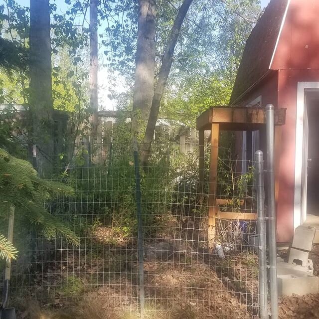 I haven't been out hiking or exploring much but I have been slowly finding our yard.

This was yesterday's project of clearing hundreds of little cotton woods with too-small loppers, pulling out fence posts, rolling up a gigundore bundle of wire and 