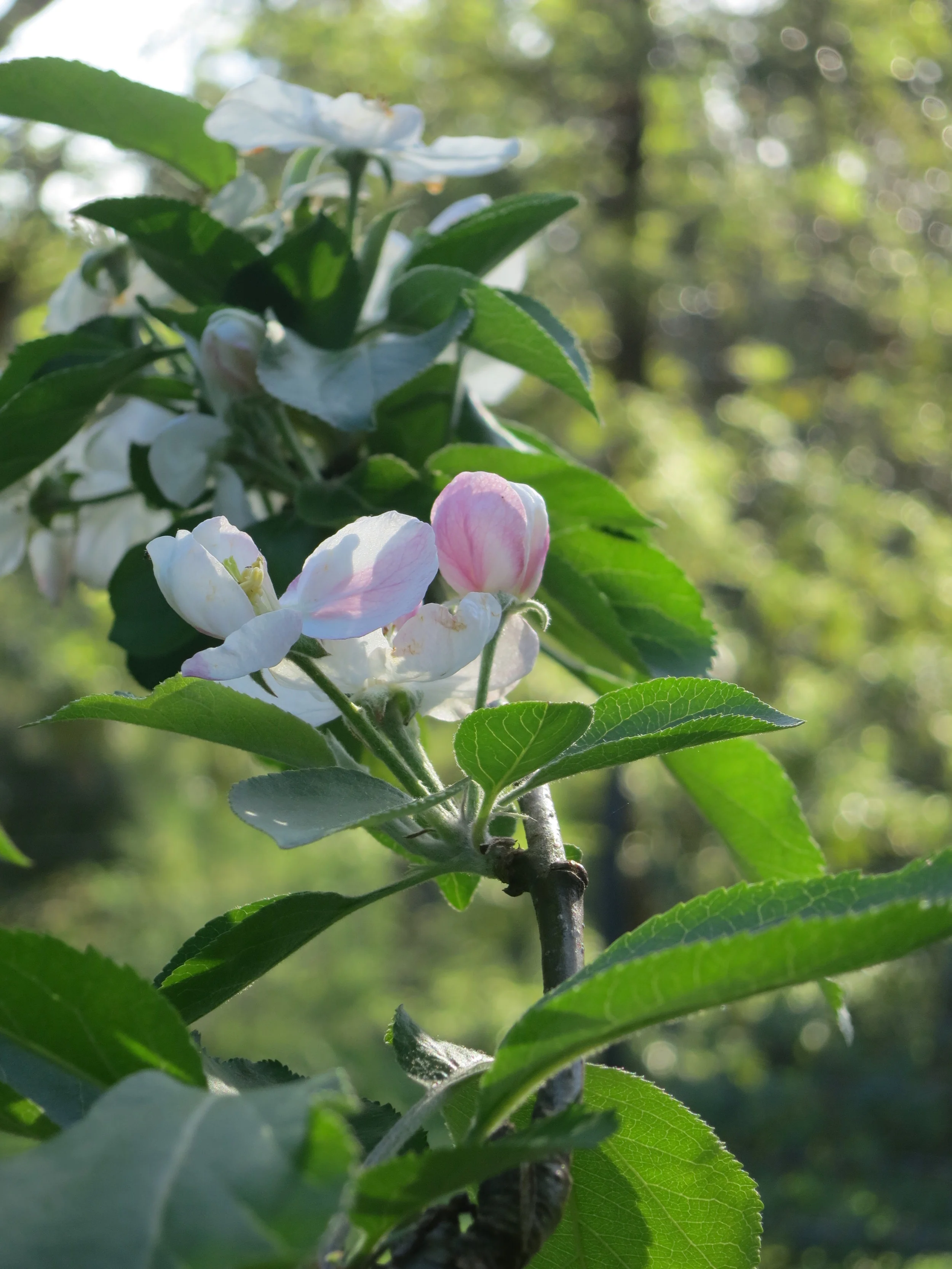 The orchard in Springtime 
