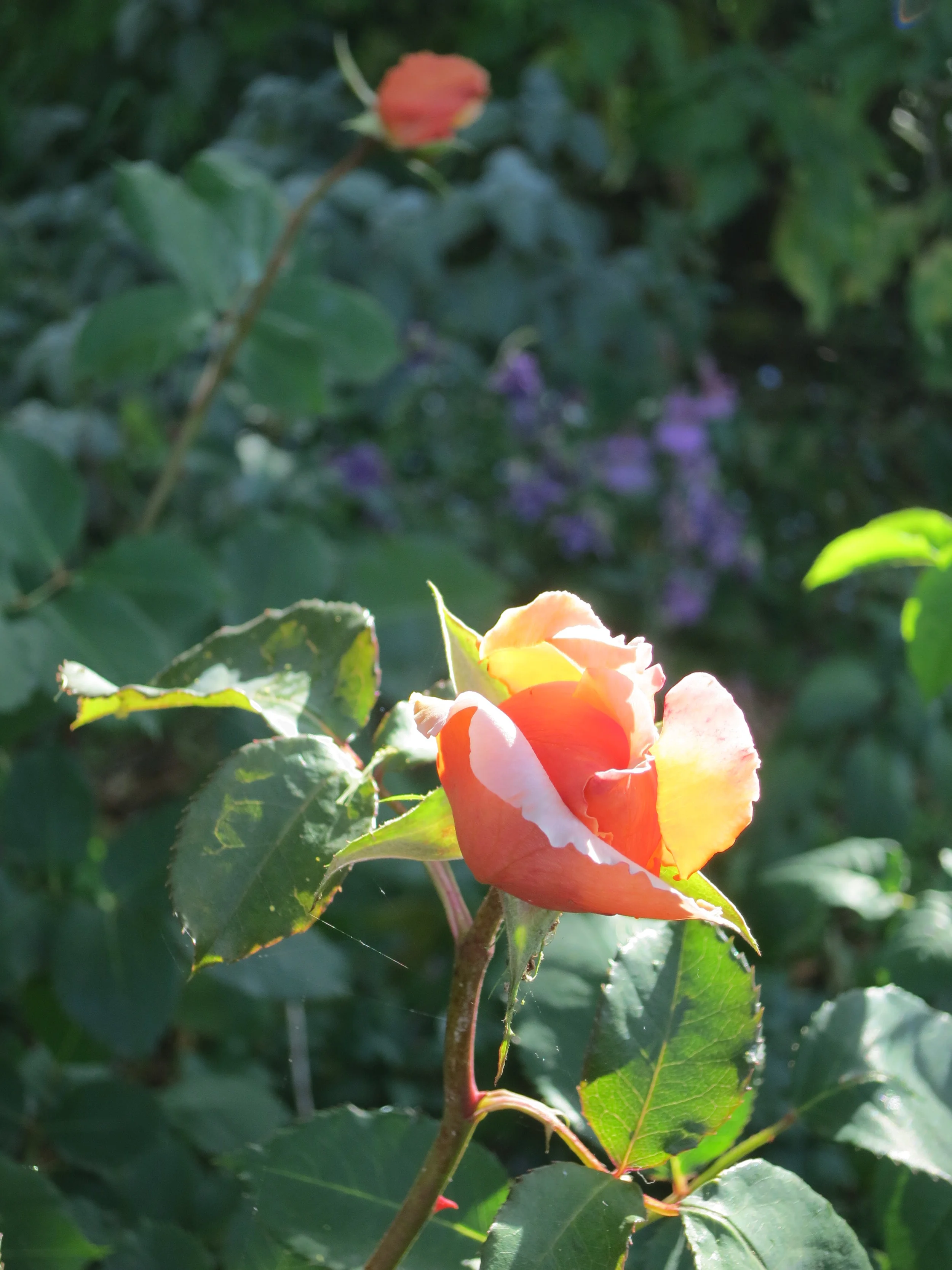 IMG_2918.JPG