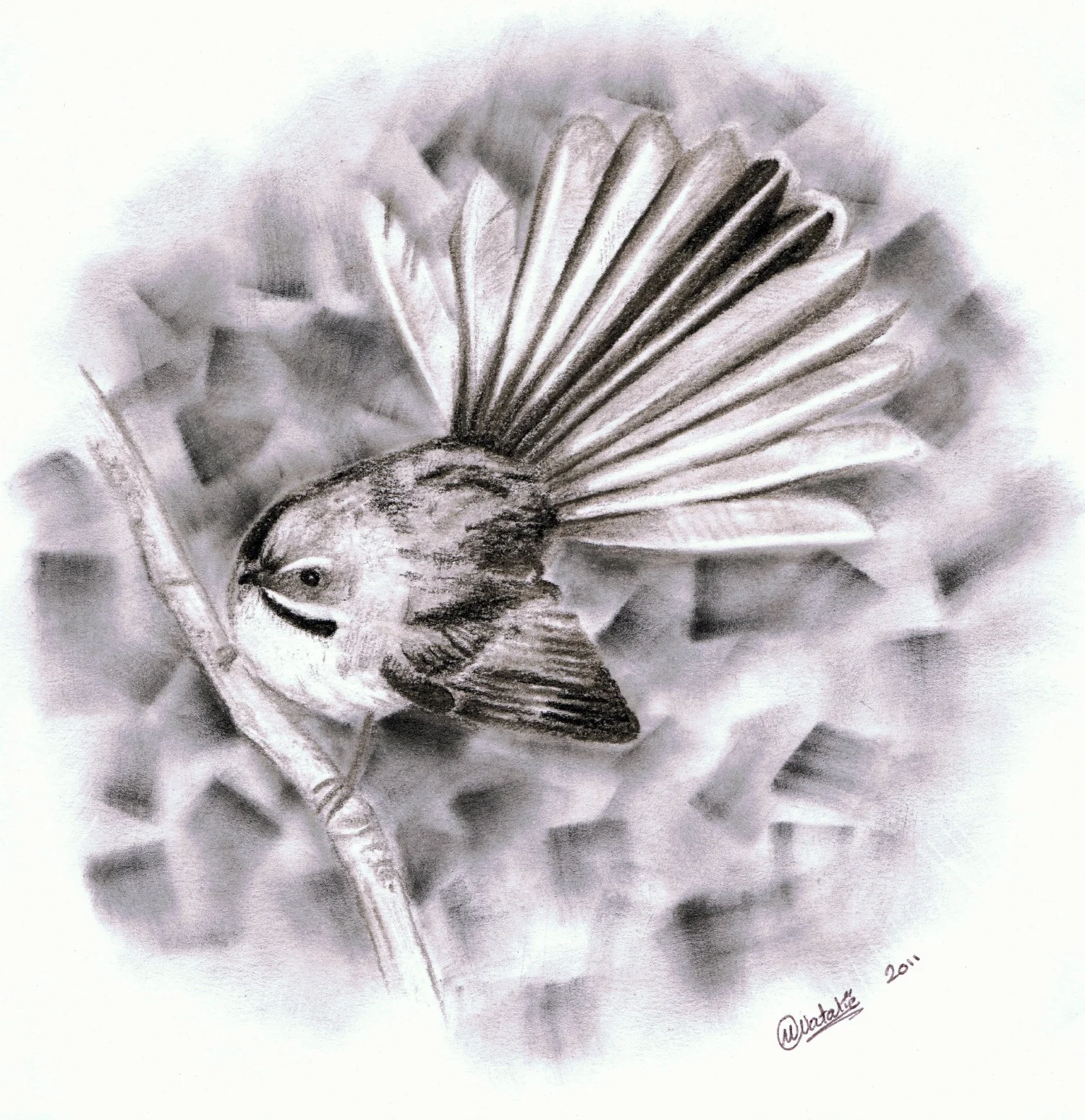 Fantail, charcoal