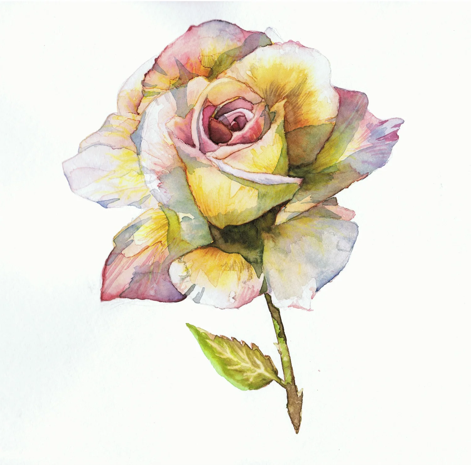 Rose, watercolour
