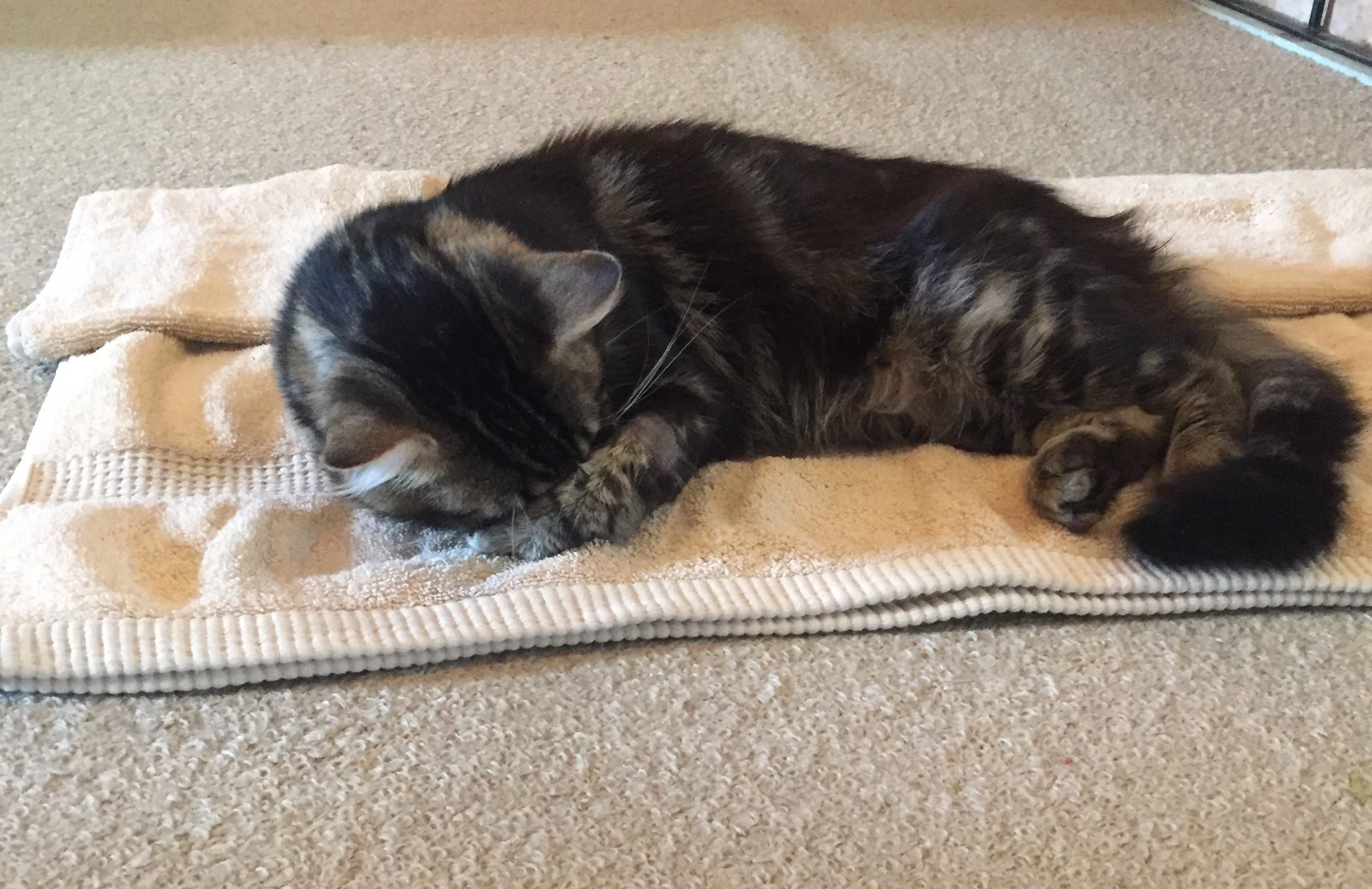 Buddy post vet visit - relaxing on a cosy towel on the floor