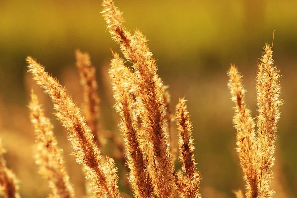 Kristkirken i august