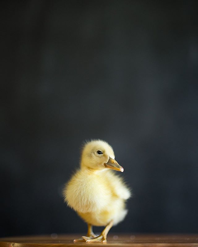 After much convincing from the girls and I, my husband finally gave in. So now we have Pickles! There is also a little black duck named &lsquo;Skittles&rsquo; but he doesn&rsquo;t seem as fond of my camera yet. I&rsquo;m sure he&rsquo;ll come round! 