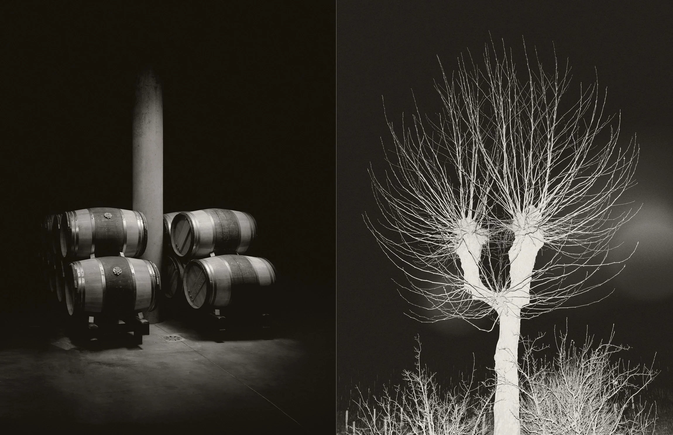 Forts de Latour barrels | pollarded plane