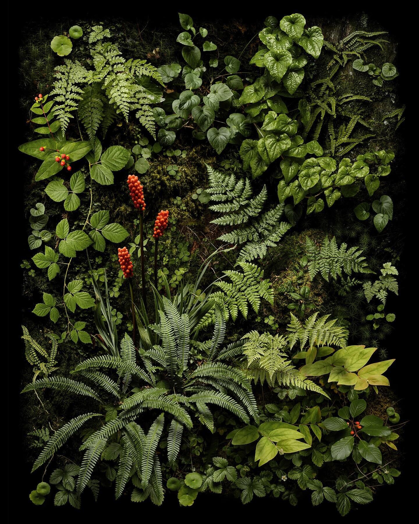 Wild Arum (Lords and Ladies or Cuckoo Pint) forms the centre piece of this 100 x 130 print bringing the verdant undergrowth of damp forest floor into a single composition. Available along with is two other sister prints through @thetreeartgallery 
-
