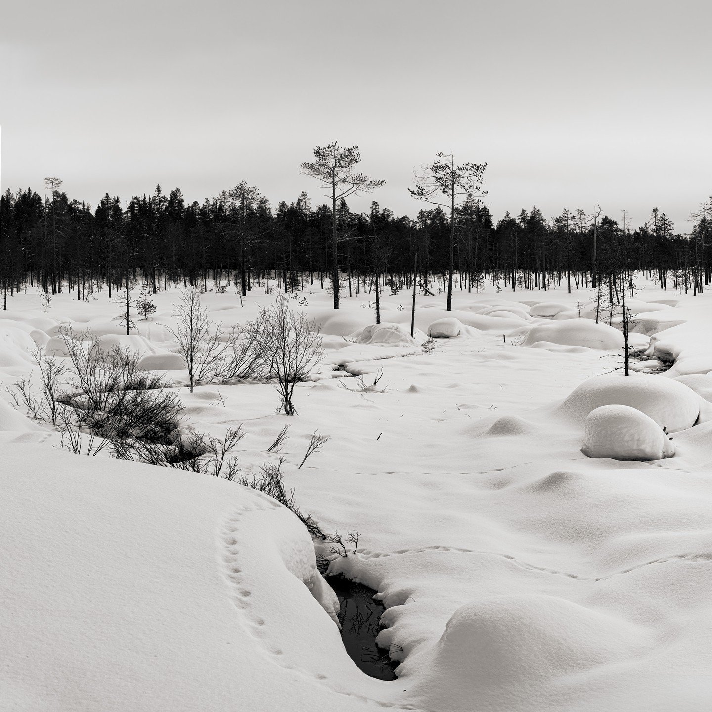 We recently returned from a mid March visit to one of my most favourite places in the far North of Finland. I'm missing it already. Snow shoeing, cooking on fires in Laavus (forest shelters) and listening to the silence. The tracks in the main image 